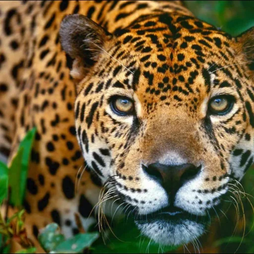 jaguar.jpg